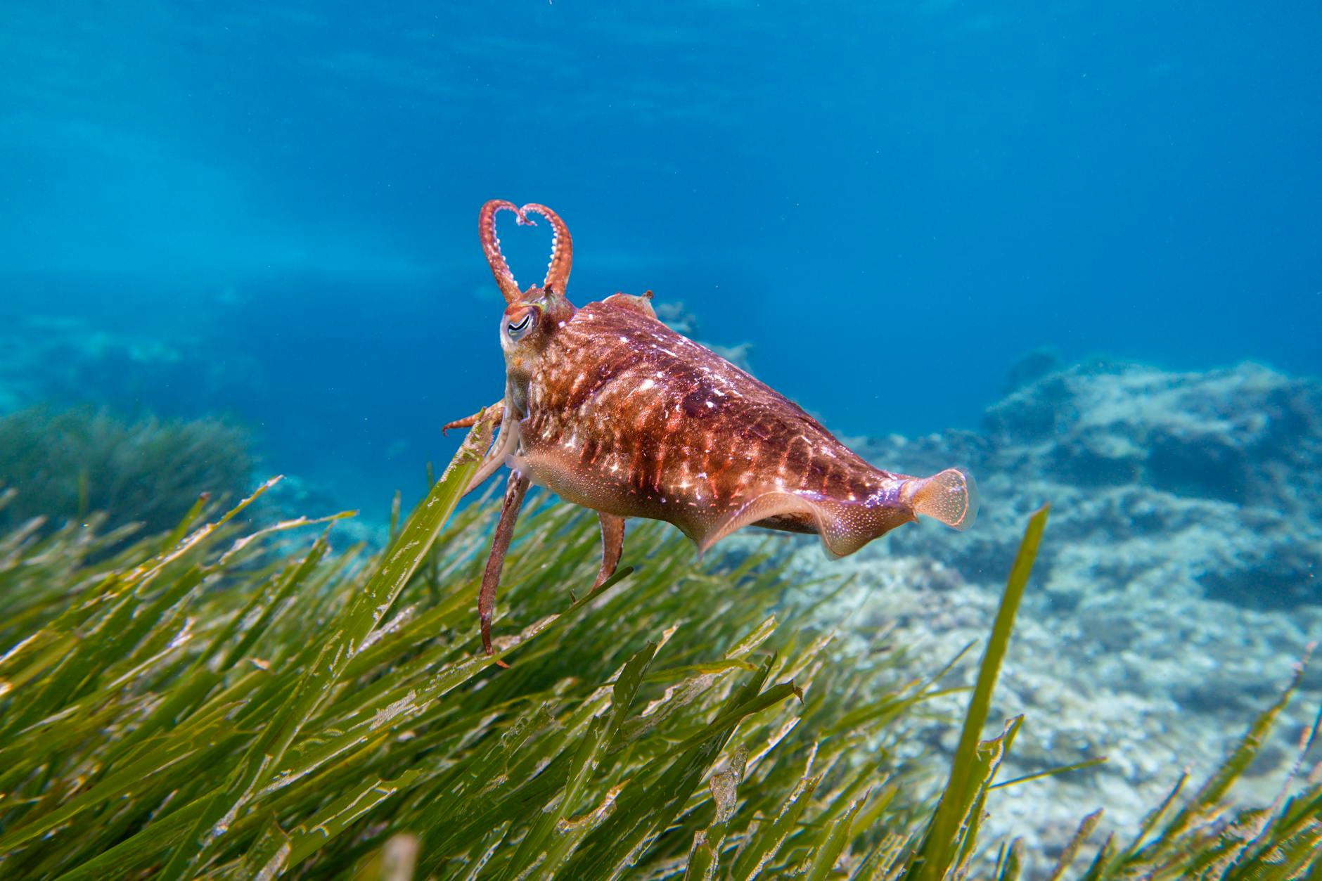 Seagrass Restoration: Revitalizing Coastal Ecosystems