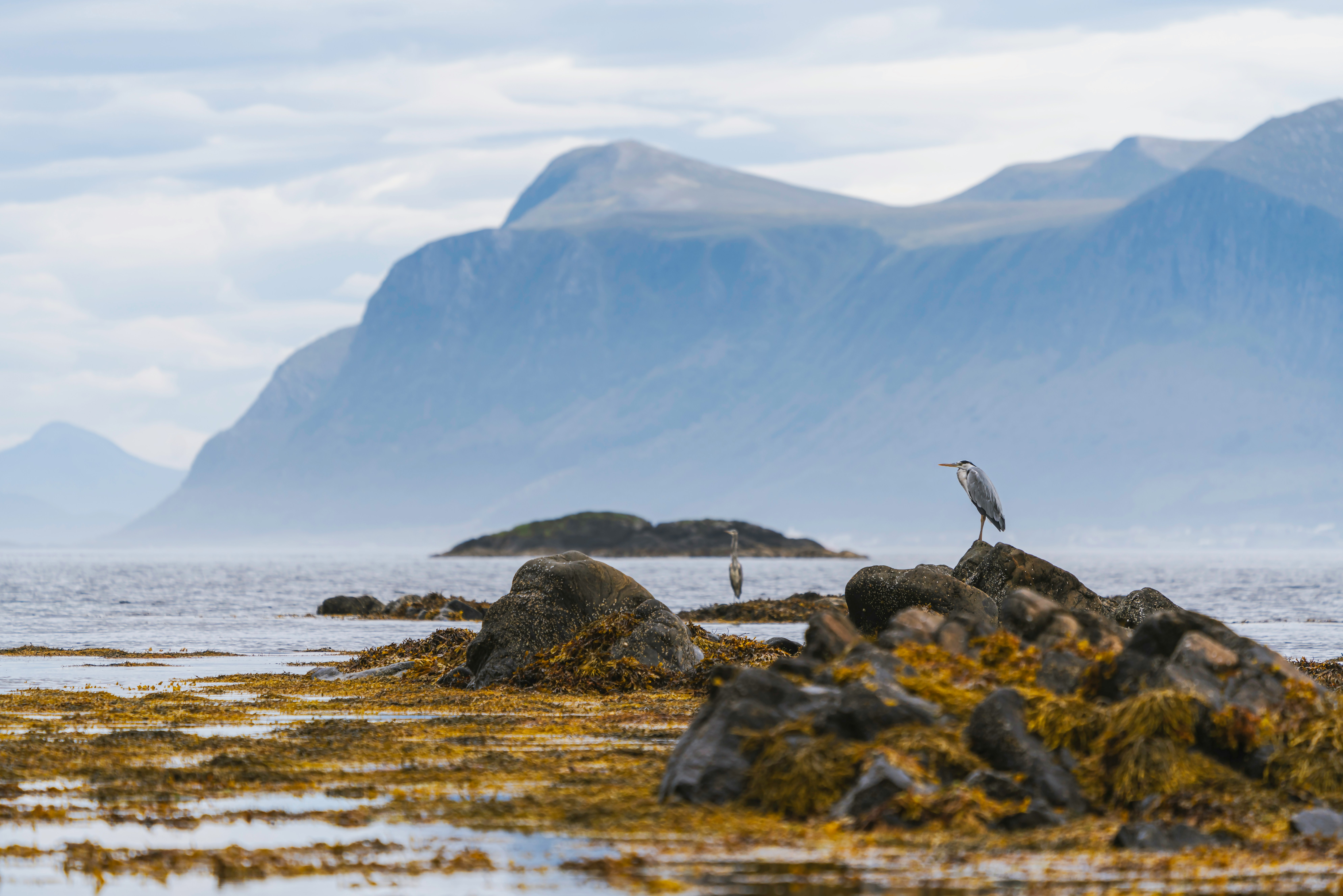Marine Protected Areas: The Ocean Needs Numbers and Norway is Working to Deliver
