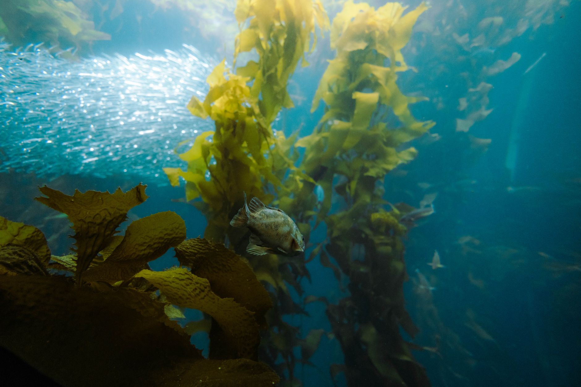 seaweeds and a school of fish on background